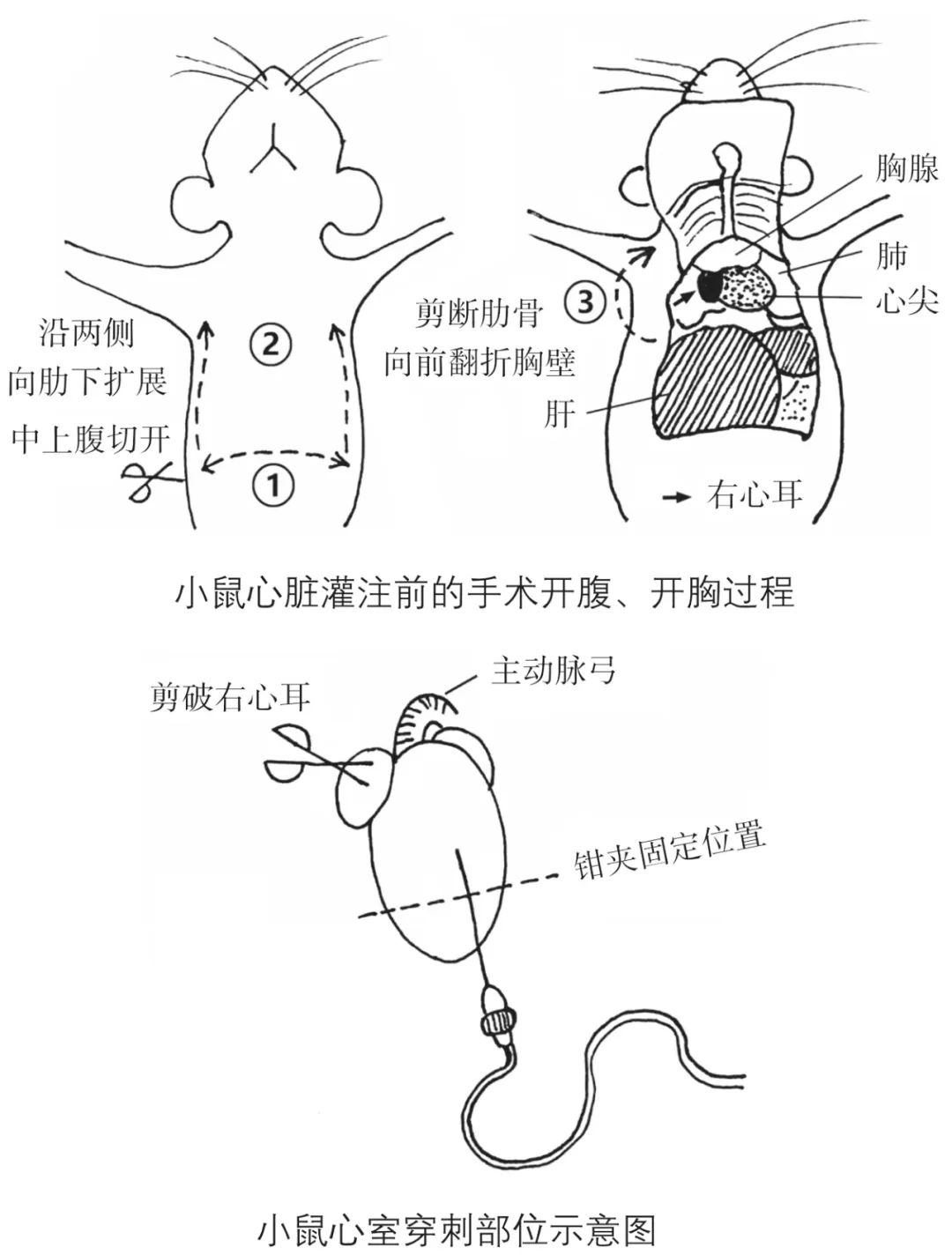 用于透射电镜观察的生物样本该怎样预处理？