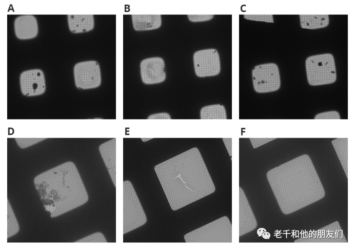 冷冻电镜单颗粒分析（SPA）技术指南：从样品制备到三维重构，解锁生物大分子高分辨率结构