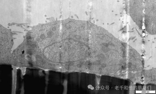 透射电镜（TEM）样品制备方法解读——掌握有机/无机材料制样核心技术（FIB/超薄切片/离子减薄）与实操要点