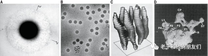 单颗粒冷冻电镜技术：解析技术突破、应用价值与未来方向，赋能生物大分子结构研究