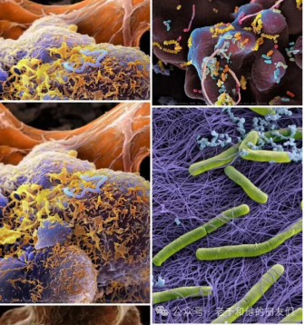 扫描电镜（SEM）技术全解析：成像原理、核心结构、信号采集与应用指南