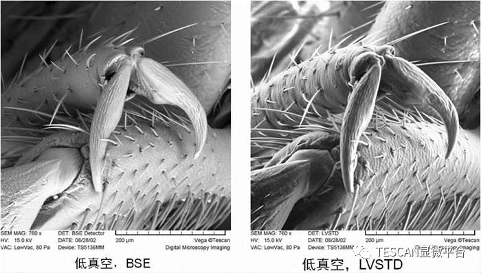 扫描电子显微镜（SEM）荷电效应：形成机制、影响及消除方法指南