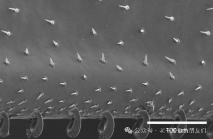 扫描电镜（SEM）技术全解析：成像原理、核心结构、信号采集与应用指南