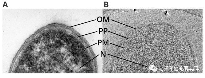 冷冻电镜（Cryo-EM）：原理、技术挑战与应用场景