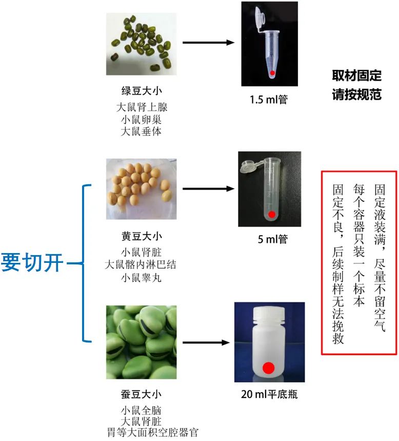 用于透射电镜观察的生物样本该怎样预处理？
