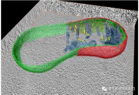 冷冻电镜（Cryo-EM）：原理、技术挑战与应用场景