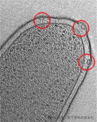 冷冻电镜断层成像（Cryo-ET）技术解读：技术原理、优劣分析、样品制备、数据采集及图像解读