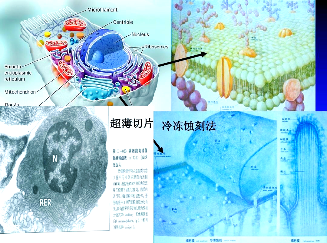 透射电镜TEM的多种制样方法：离子减薄、电解双喷、FIB与超薄切片