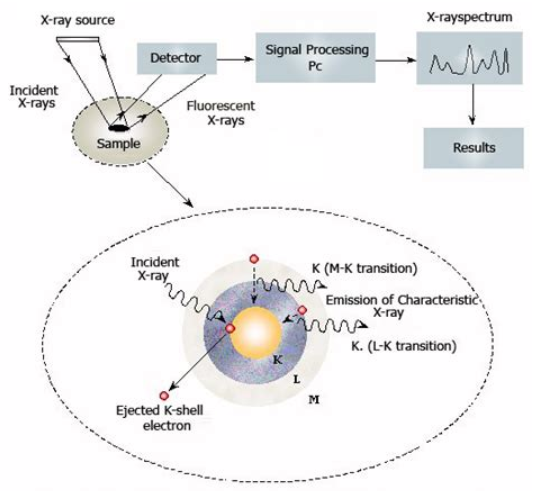 同步辐射μXRF在微区元素分布研究中的应用