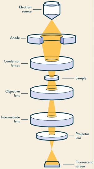 透射电镜和扫描电镜的异同之处