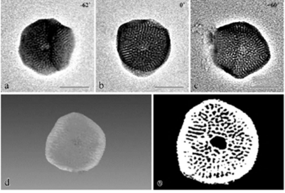 TEM 三维重构：技术流程 + 材料表征实例，解锁纳米尺度新视角