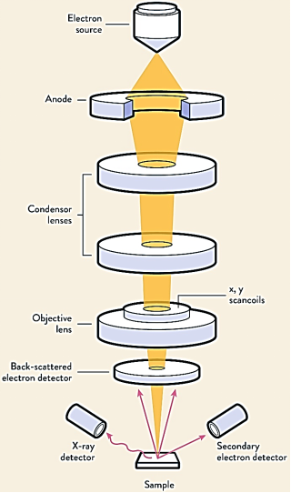 透射电镜和扫描电镜的异同之处