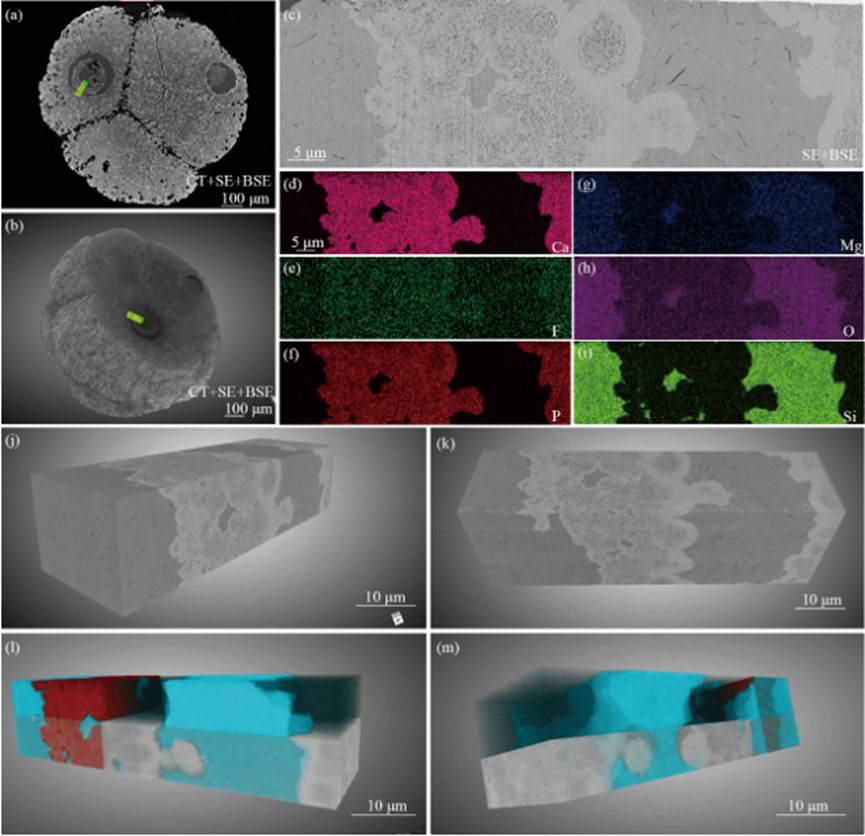 FIB-SEM 三维重构：微观分析的核心技术，多领域应用揭秘