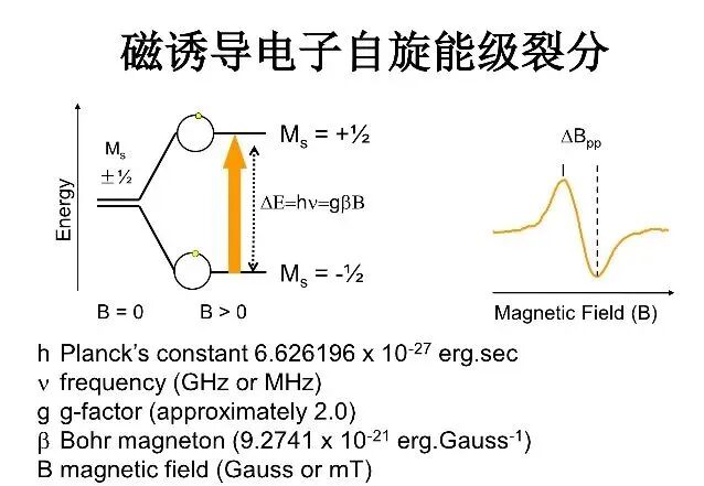 电子顺磁共振（EPR）的原理及应用