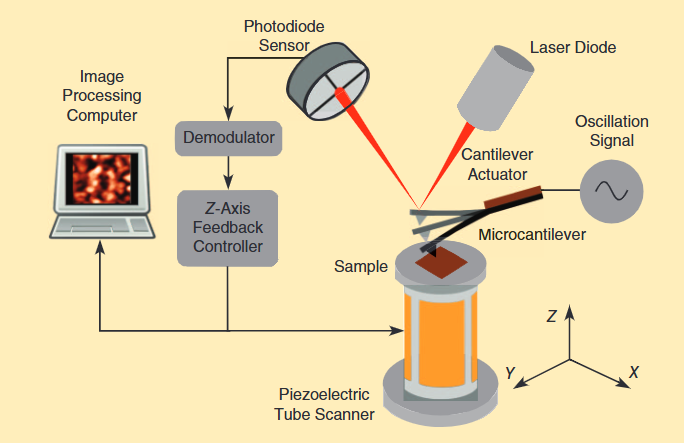 从原理到实战：原子力显微镜（AFM）工作机制及其在多领域的强大应用