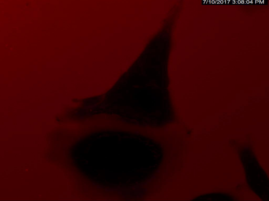 激光共聚焦显微镜（二）功能及应用领域