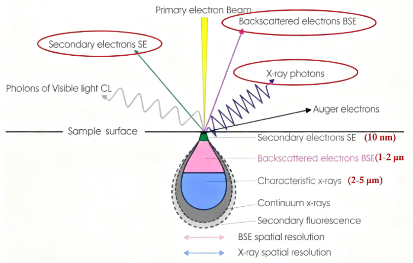 SEM 成像与成分分析全解析：二次电子 (SE)、背散射电子 (BSE) 及 EDS 技术详解