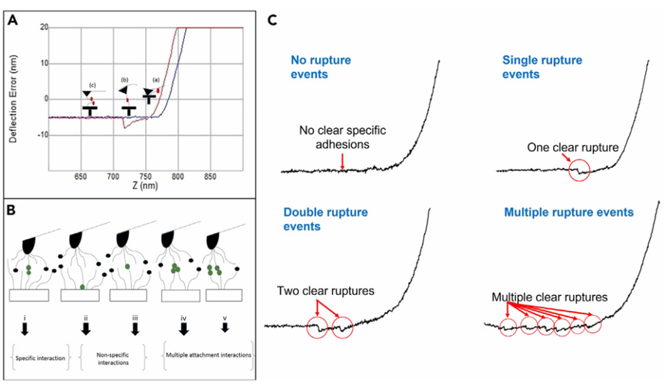 电催化界面作用：表面能的定义、机理与表征技术指南