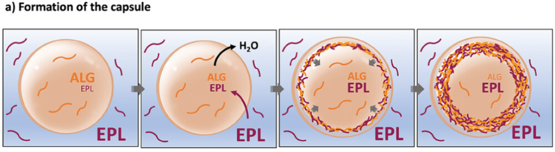 什么是核壳结构？分类、原理与功能设计指南