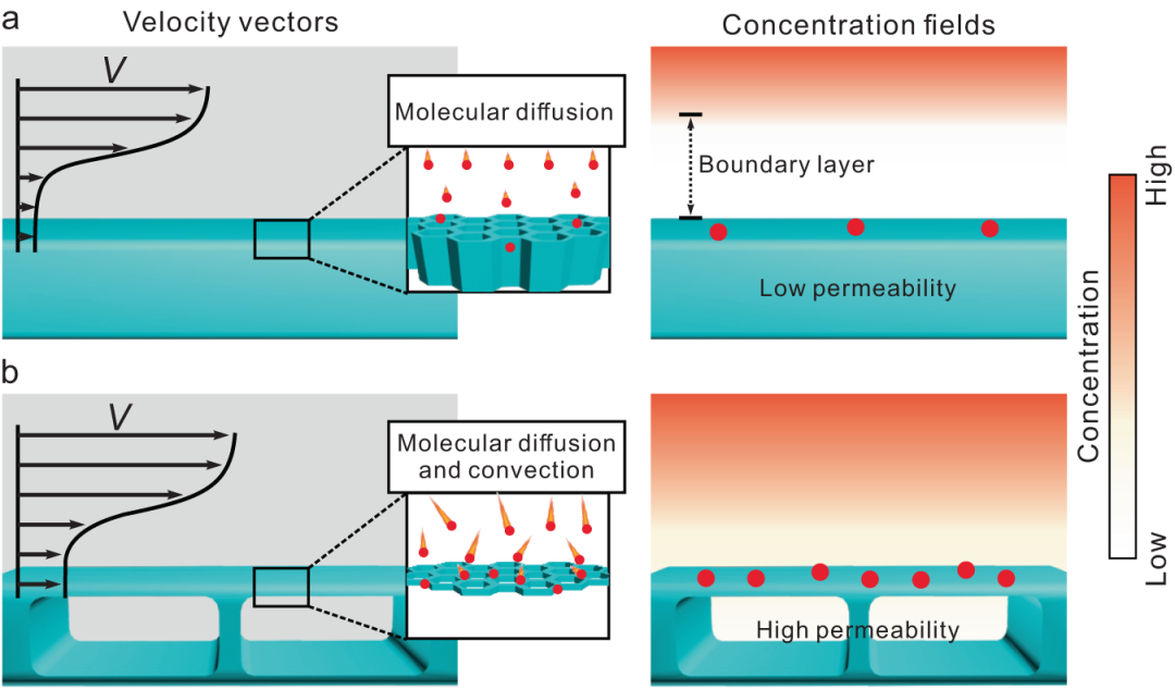 基于“新三传”视角，全面解析电子、质子与分子传递机制及其耦合效应