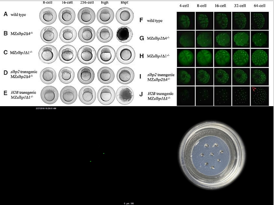 激光共聚焦显微镜（二）功能及应用领域