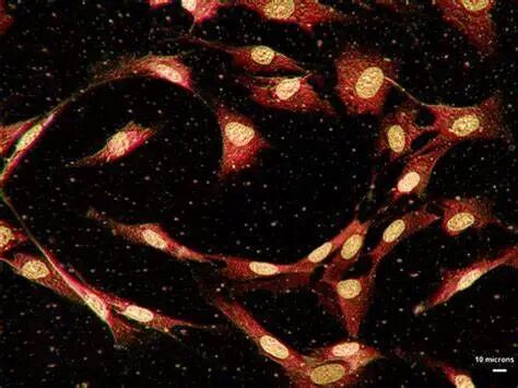 激光共聚焦显微镜（二）功能及应用领域