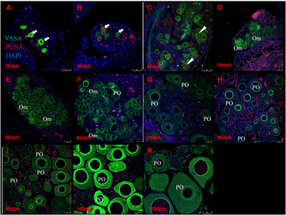 激光共聚焦显微镜（二）功能及应用领域