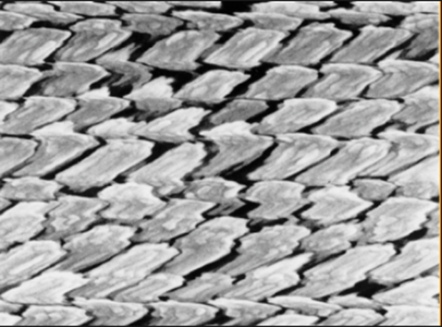 别让荷电效应毁了电镜图！非金属/高分子样品的救场指南