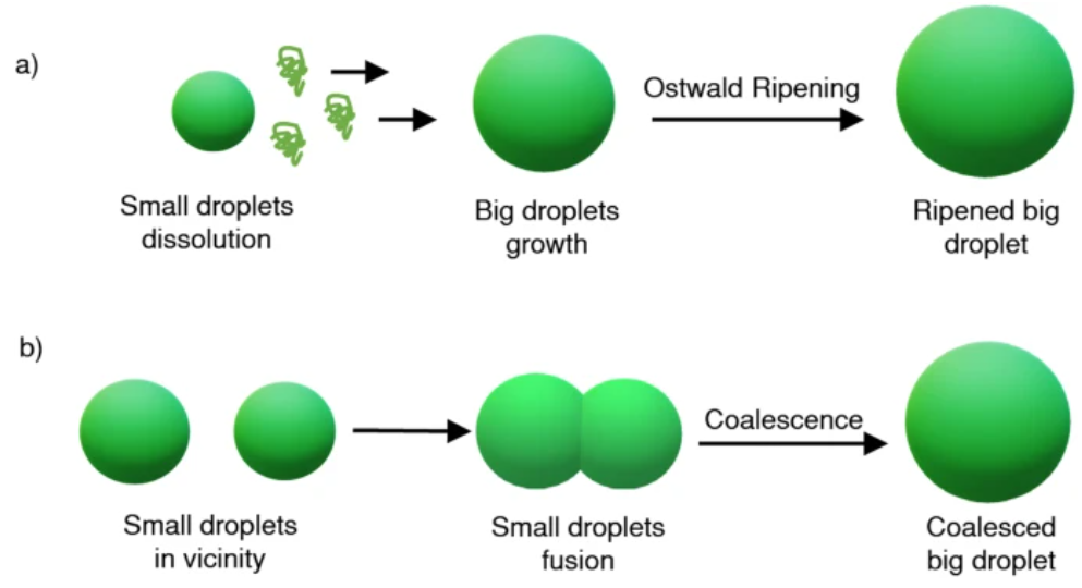 奥斯瓦尔德熟化：热力学驱动的颗粒尺寸重构及其调控与应用
