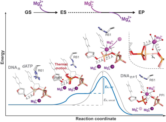 阳离子效应：定义、机制与催化/能源/材料领域的应用全景