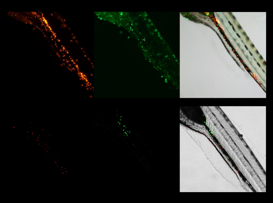 激光共聚焦显微镜（二）功能及应用领域