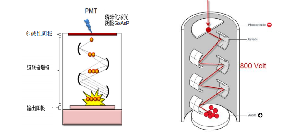 激光共聚焦显微镜（一）结构及成像原理