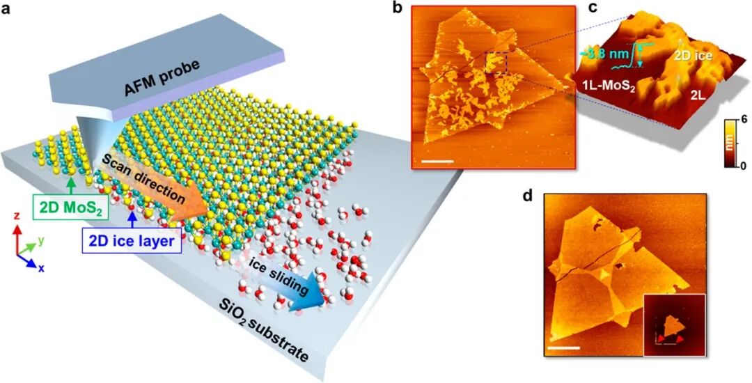 从原理到实战：原子力显微镜（AFM）工作机制及其在多领域的强大应用