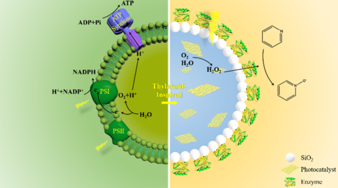 基于“新三传”视角，全面解析电子、质子与分子传递机制及其耦合效应