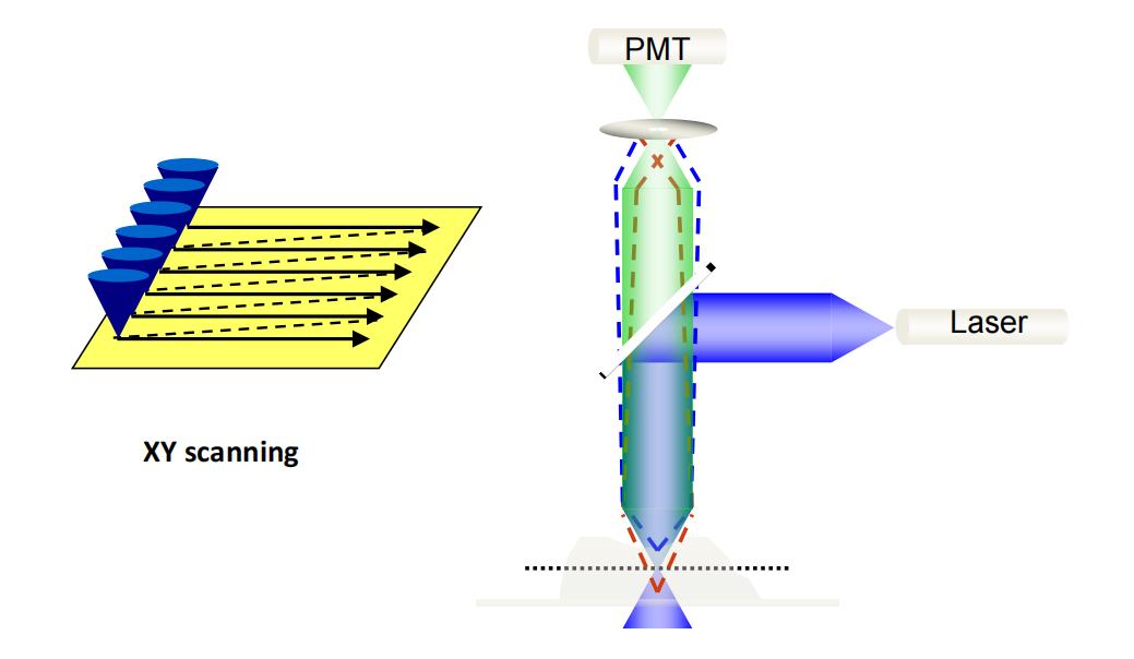激光共聚焦显微镜（一）结构及成像原理