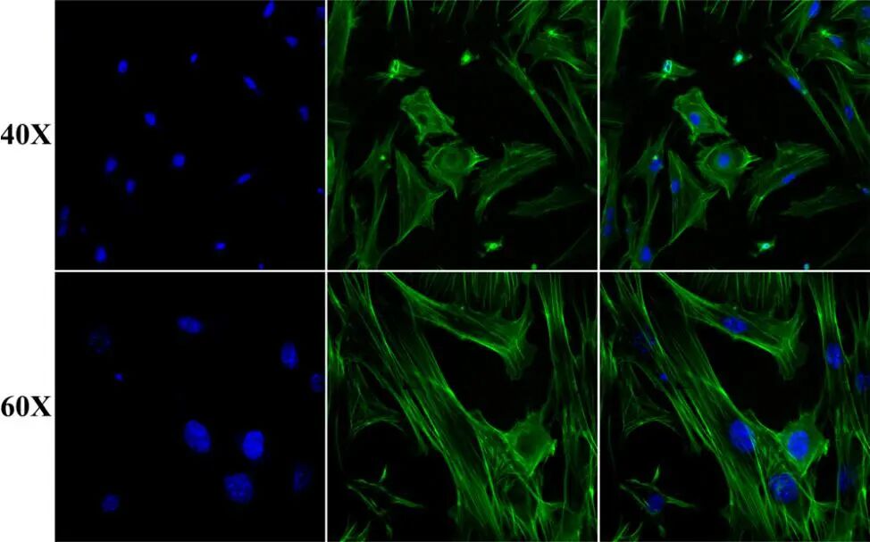 激光共聚焦显微镜（二）功能及应用领域