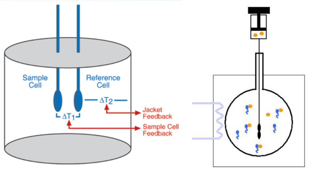 等温滴定量热法（ITC）：探究分子间相互作用