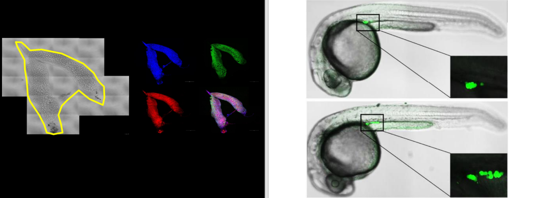 激光共聚焦显微镜（二）功能及应用领域