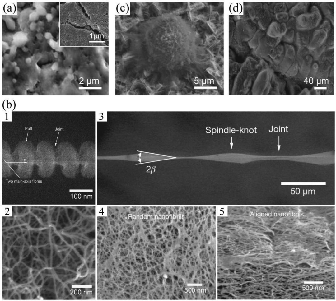 五大电镜测试技术总结！SEM、TEM、ESEM、EDS、EBSD