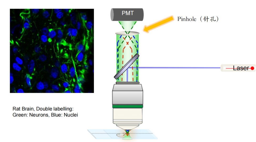 激光共聚焦显微镜（一）结构及成像原理