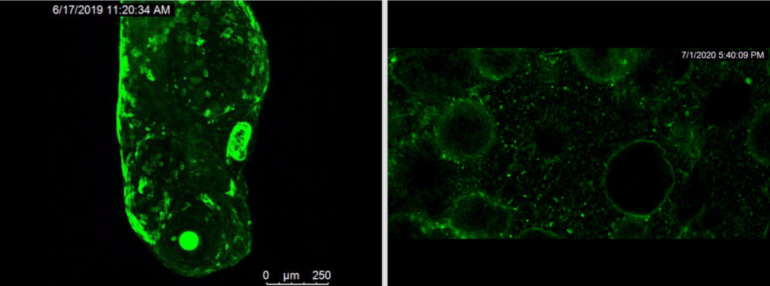 激光共聚焦显微镜（二）功能及应用领域