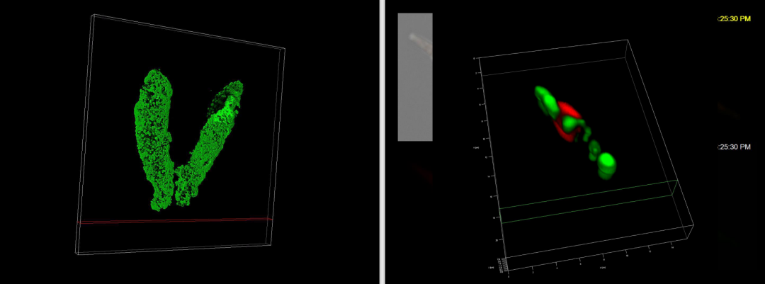 激光共聚焦显微镜（二）功能及应用领域
