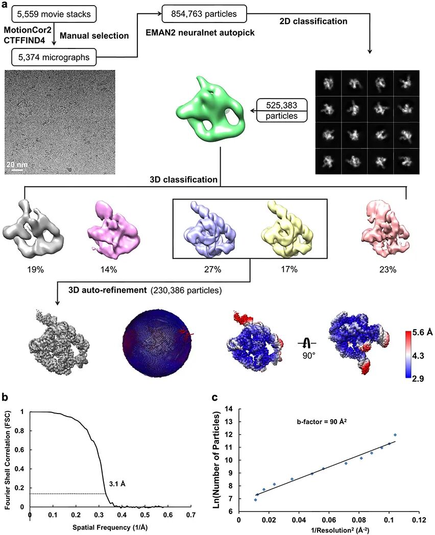 解析蛋白质结构的三大技术