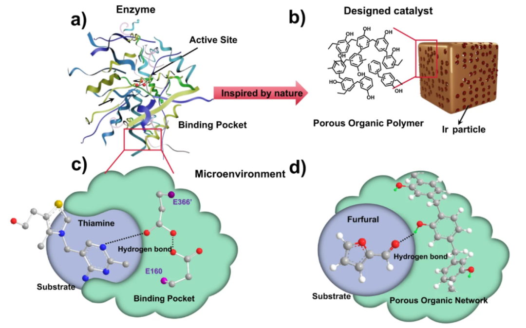 氢键如何影响化学性质？基于热力学稳定性与动力学活性的综合分析