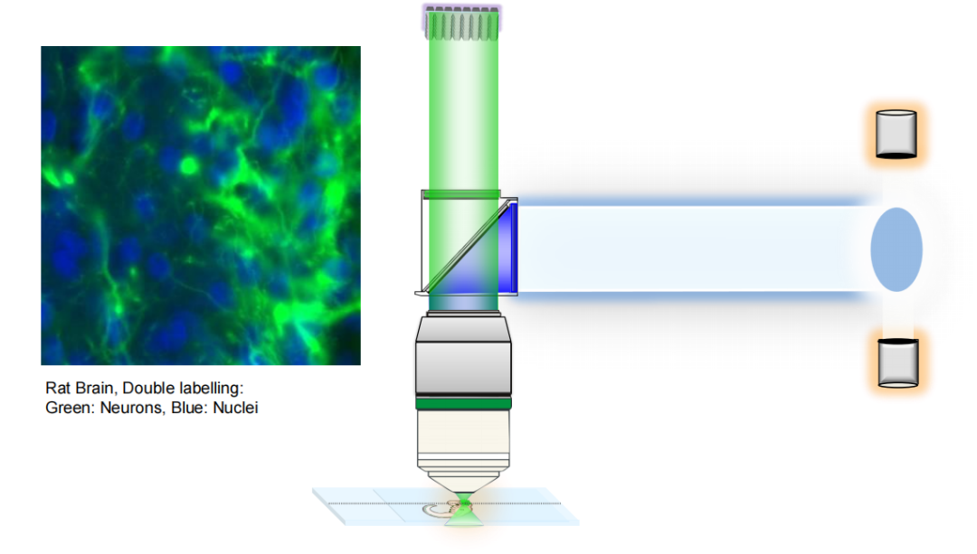 激光共聚焦显微镜（一）结构及成像原理
