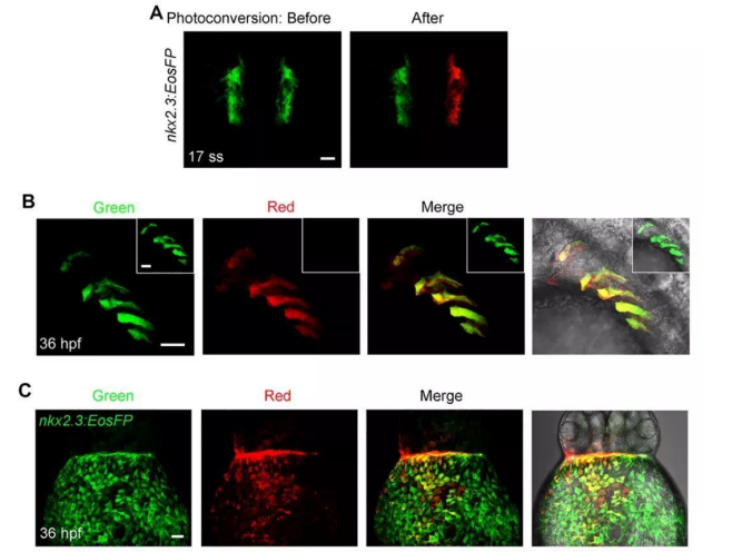 激光共聚焦显微镜（二）功能及应用领域