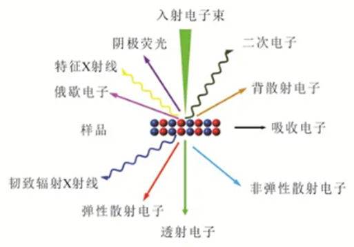 电子显微镜入门（下）：透射电镜（TEM）成像逻辑、EDS/EELS 联用技术与典型应用