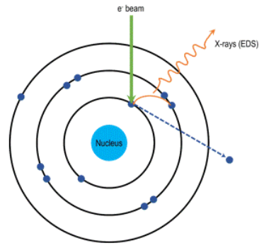 SEM 成像与成分分析全解析：二次电子 (SE)、背散射电子 (BSE) 及 EDS 技术详解
