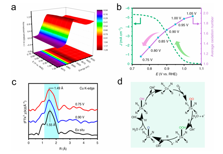 同步辐射光谱技术揭示氧电催化固液界面动态过程：结构演化与中间体追踪