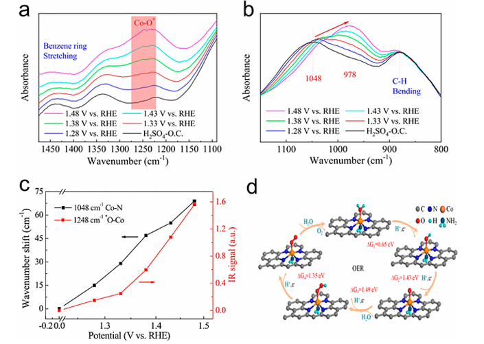 同步辐射光谱技术揭示氧电催化固液界面动态过程：结构演化与中间体追踪